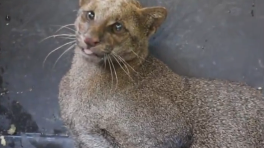 MiAmbiente rescata yaguarundí MiAmbiente rescata yaguarundí