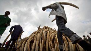 Hong Kong prohibirá la comercialización de marfil a partir de 2021