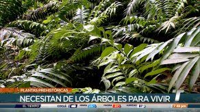 TR Verde: Plantas prehistóricas podrían tener la cura de enfermedades