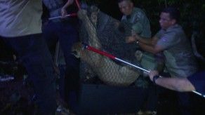 Funcionarios de MiAmbiente rescatan un puma en Nueva Libia Funcionarios de MiAmbiente rescatan un puma en Nueva Libia