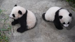 Huanlili y Yuandudu dentro de su nuevo recinto en Saint-Aignan, en el centro de Francia.