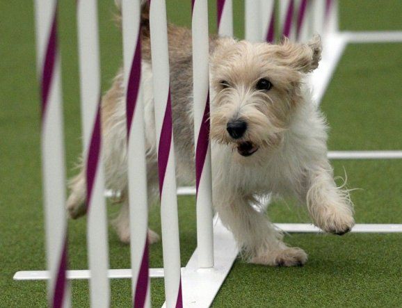 Perros muestran sus habilidades en concurso