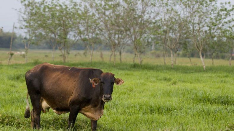 Colombia detecta nuevo brote de fiebre aftosa en el centro del país