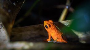 Panamá y Costa Rica preparan una propuesta relacionada con la regulación del comercio de anfibios.