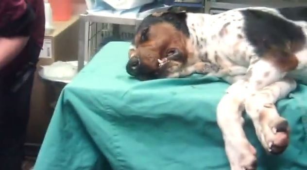 EEUU: Acusan a universidad de crueldad al realizar implantes dolorosos e innecesarios en perros