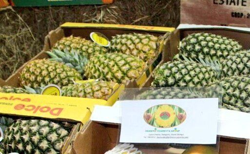 Unas 1600 cajas de piña son enviadas a Suiza bajo el sello Panamá Exporta