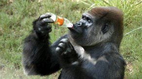 Macho velludo y viudo busca novia en la India