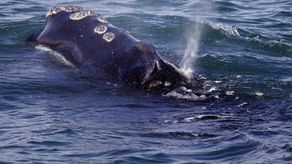 Más de 50 de las ballenas fueron golpeadas por barcos entre la primavera de 1999 y la de 2018, según documentos de la NOOA.