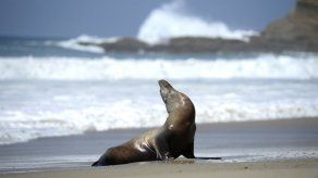 Toman cachorro de león marino en playa de Los Ángeles