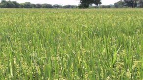 Arroceros piden se declare estado de emergencia debido a plaga que afecta a cultivos