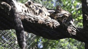 El viernes, los trabajadores del zoo descubrieron que la leoparda nublada llamada Nova no se encontraba en su hábitat.