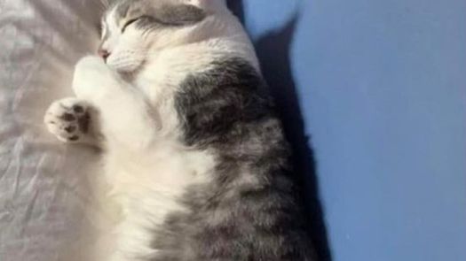 Tito el gato extraviado.