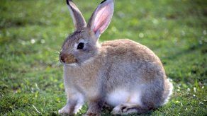 Maduro defiende plan de incentivo a la cría del conejo