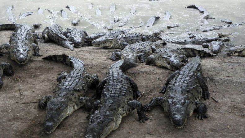 Honduras: Indagatoria de EEUU deja hambrientos a cocodrilos