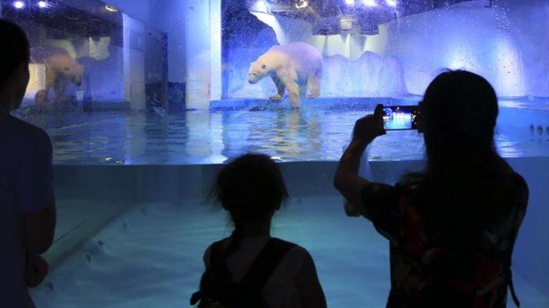 Un millón de personas piden la libertad de Pizza, el oso polar más triste