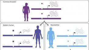 El ADN neandertal aún influye en la expresión del gen humano