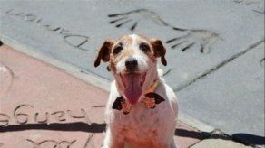Perrito Uggie de El Artista estampó sus patas en Hollywood