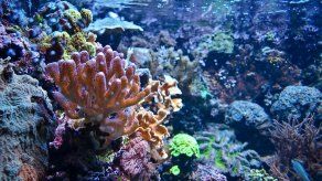 Los corales están amanezados por el calentamiento y... las cremas