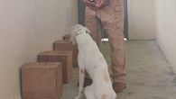 MIDA entrena cachorros.