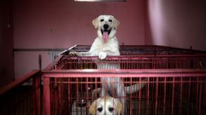 Anuncian jornada de adopción de mascotas&nbsp;