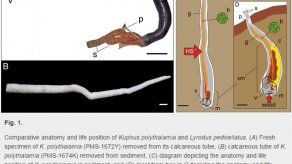 Científicos descubren molusco marino parecido a un gusano gigante en Filipinas