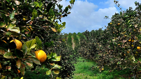 Coclé producirá más de 15 millones de naranja de Valencia Roja&nbsp;