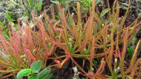 Descubren en Brasil una nueva especie de planta carnívora gracias a Facebook
