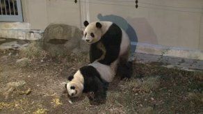 Los pandas gigantes de Tokio se acoplaron
