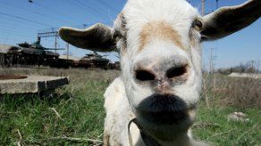 Brasil crea primera cabra clonada genéticamente modificada en América Latina