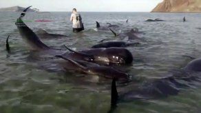 Una veintena de ballenas mueren al quedar varadas en una playa mexicana