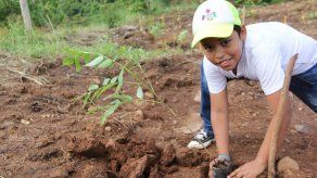 Más de 100.000 voluntarios participarán en jornada de reforestación en Panamá