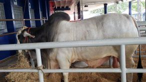 Panamá registra una caída del 3% en las exportaciones tras efectos del COVID-19