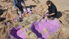 Identificadas 150 huellas de 21 especies de dinosaurios en Australia