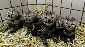 Nacen en Tokio dos guepardos reales