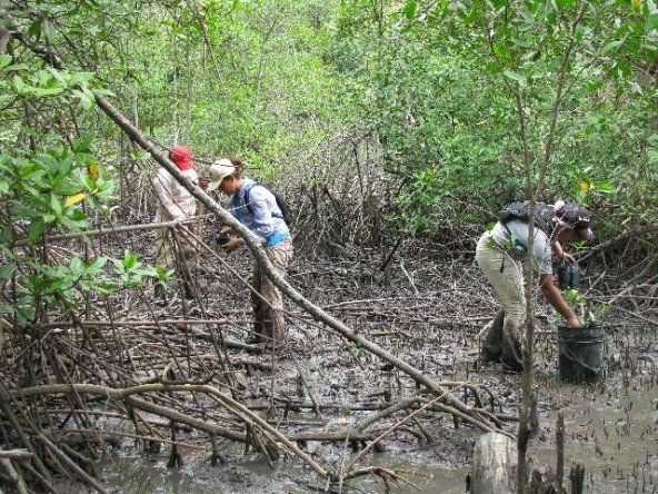 Jornada de reforestación de la ANAM llegó a Bahía Chame