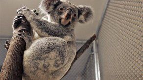 Zoo usan internet para encontrar parejas para sus animales