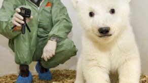 Examinan a osita polar recién nacida en zoológico de Berlín
