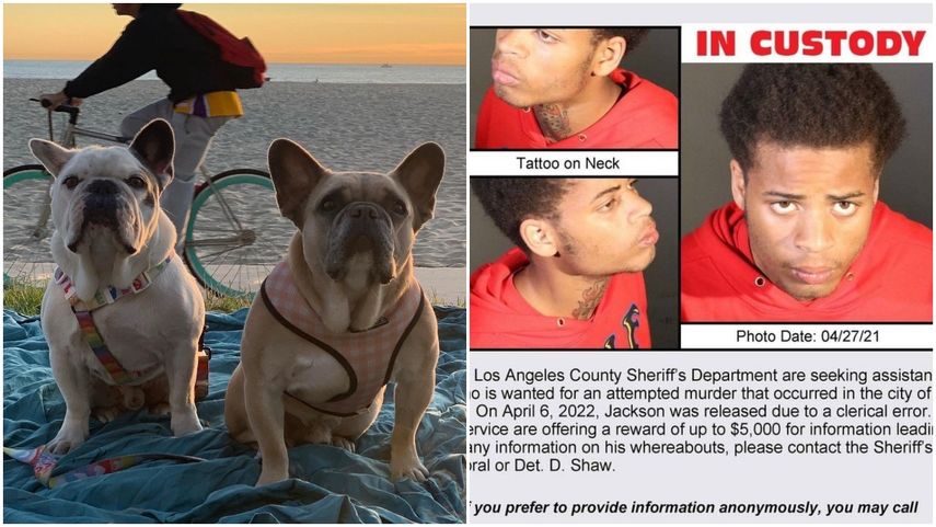 Lady Gaga siente un cariño especial por sus perros