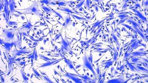 Esta es la imagen con la quelas científicas panameñas obtuvieron el premio de StemCell.