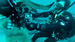 Pulpo se abalanza sobre buzo quien forcejea para no perder su cámara