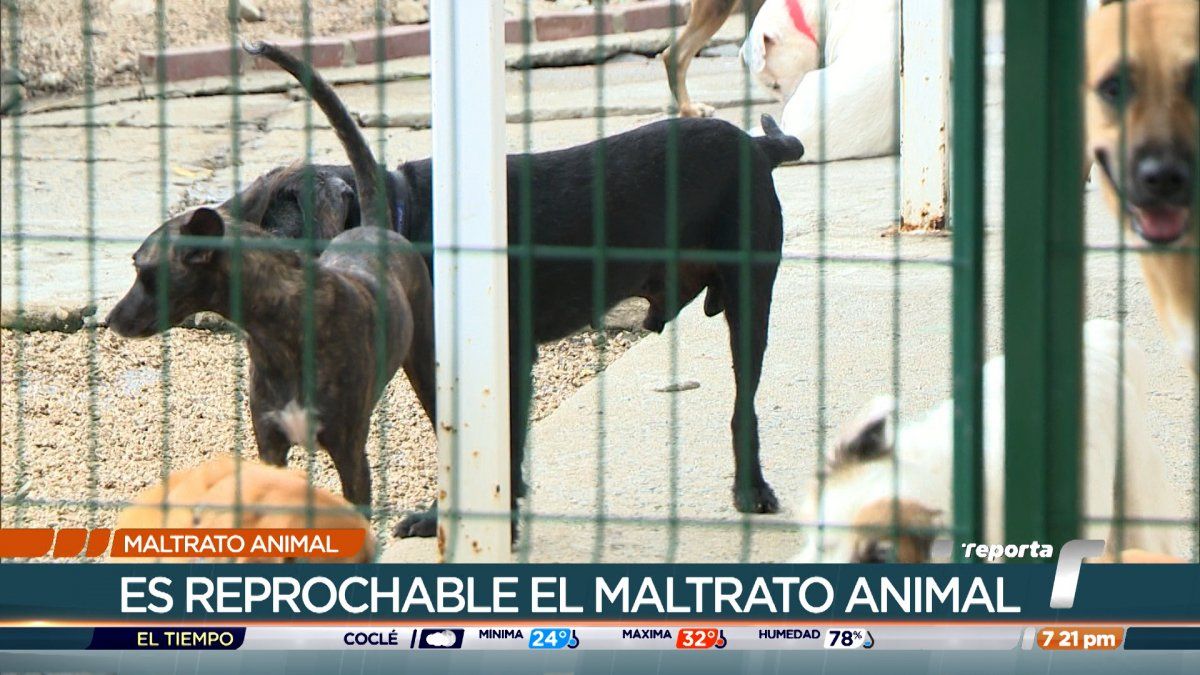 Fundación aclara vídeo de maltrato animal