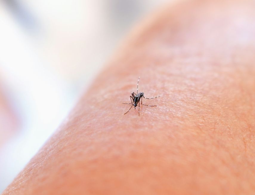 Dile adiós a los mosquitos sin necesidad del clásico repelente