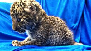 Pasajero arrestado en India al contrabandear cachorro de leopardo