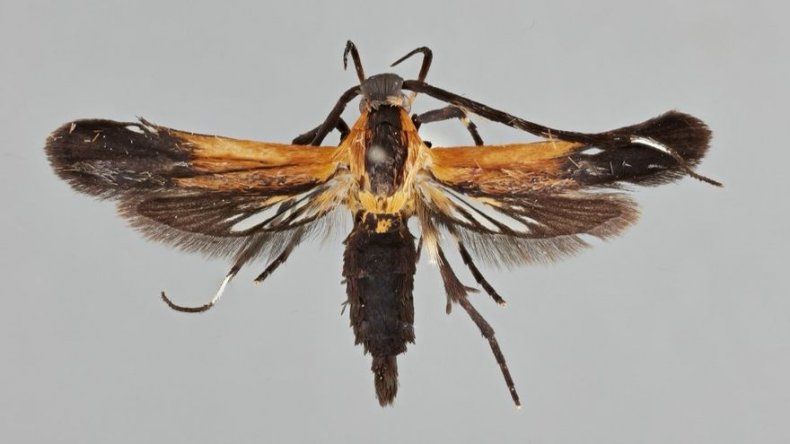 Costa Rica descubre dos nuevas especies de mariposas nocturnas