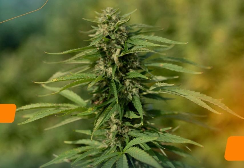 Presidente Mulino sanciona la Ley 464 que regula la industria del cáñamo en Panamá