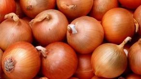 IMA comprará la producción de cebolla de Natá