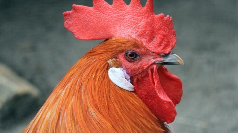 Aplazan juicio de un gallo francés acusado de cantar demasiado temprano
