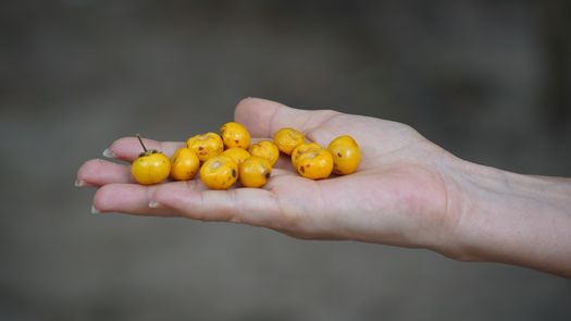 Nance: La fruta de oro que aporta grandes beneficios
