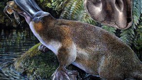 Hallan restos de enorme ornitorrinco carnívoro extinto hace millones de años