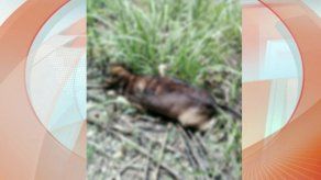 Denuncian envenenamiento de 15 perros en Villa Unida de Chilibre